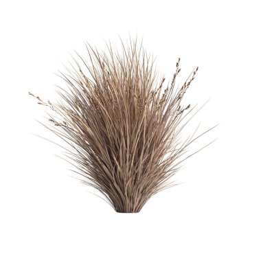 3d illustration of chionochloa rubra