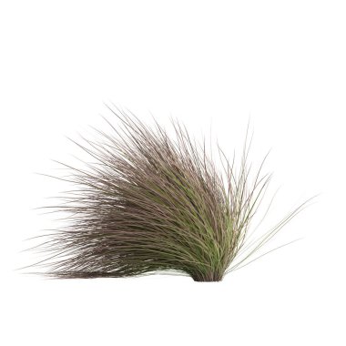 3d illustration of chionochloa rubra