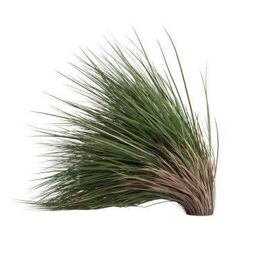 3d illustration of chionochloa rubra