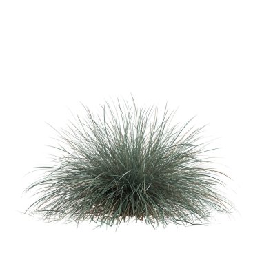 3d illustration of helictotrichon sempervirens grass isolated on white background