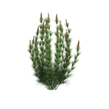 3d illustration of elegia capensis grass isolated on white background