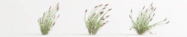 3d illustration of set arundo donax grass isolated on white background