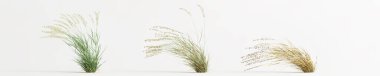 3d illustration of set bouteloua curtipendula grass isolated on white background