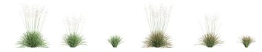 3d illustration of set deschampsia cespitosa northern lights grass isolated on white background