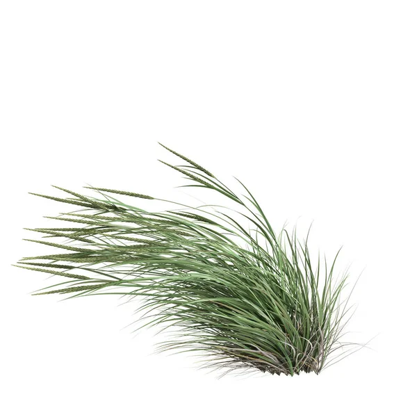 Illustration Ammophila Brevilugatta Grass Isolated White Background — Stockfoto