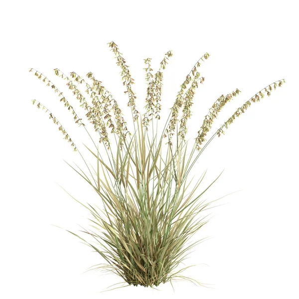 3d illustration of bouteloua curtipendula grass isolated on white background