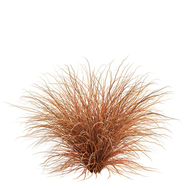 3d illustration of carex buchananii grass isolated on white background