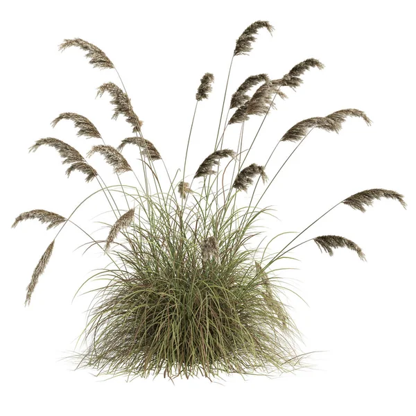 Illustration Cortaderia Selloana Grass Isolated White Background — ストック写真
