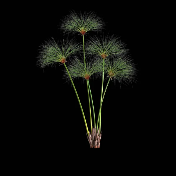 Illustration Cyperus Papyrus Grass Isolated Black Background — Stock fotografie