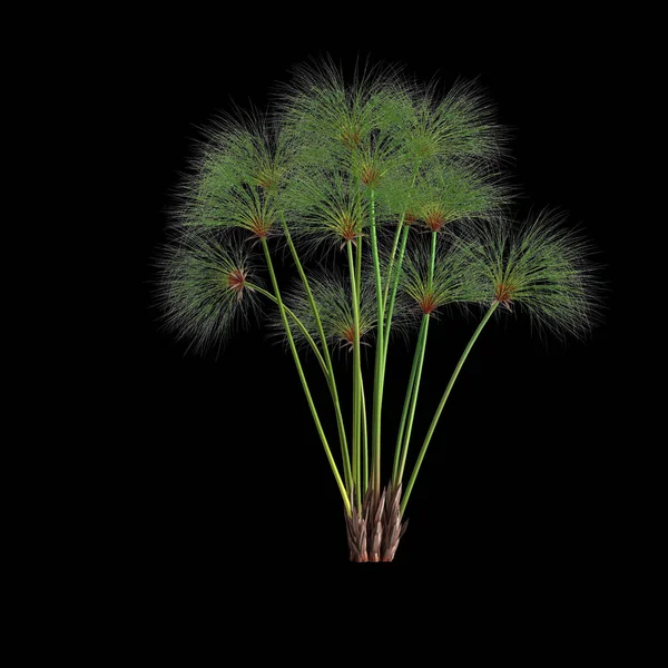 Illustration Cyperus Papyrus Grass Isolated Black Background — Foto Stock