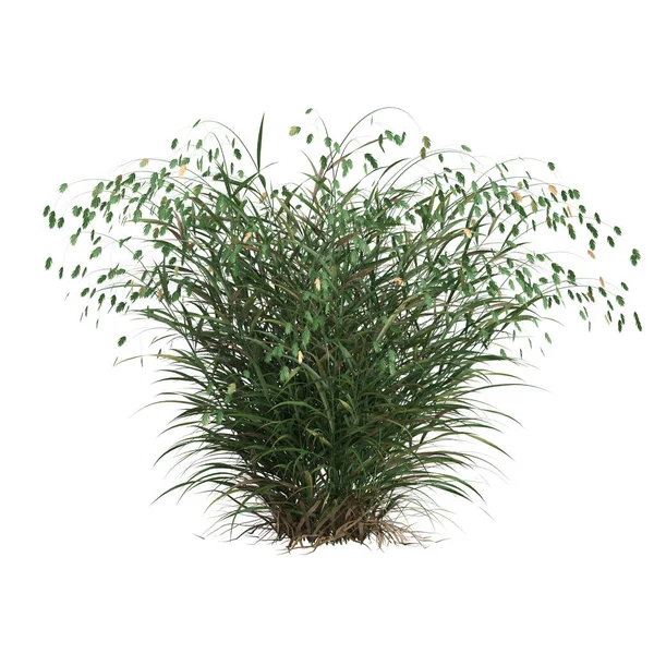 Illustration Chasmanthium Latifolium Grass Isolated White Background — Stockfoto
