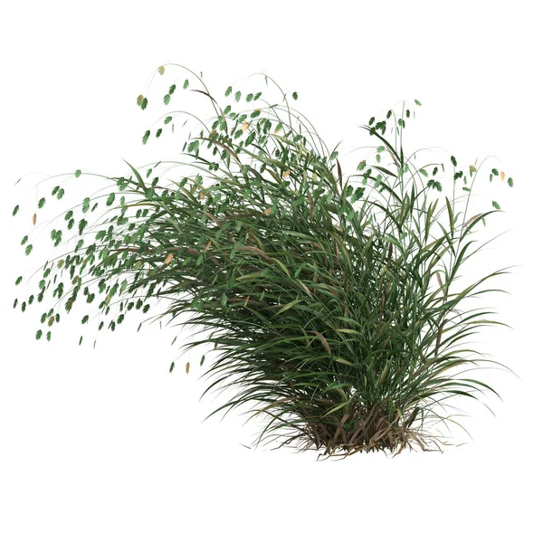 Illustration Chasmanthium Latifolium Grass Isolated White Background — Stockfoto