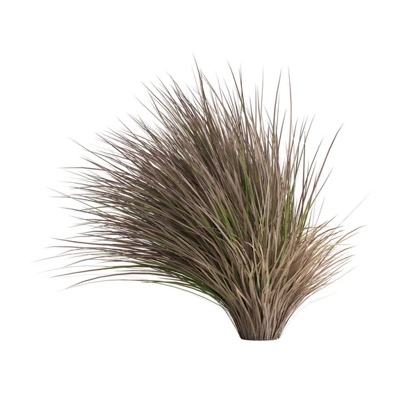 3d illustration of chionochloa rubra