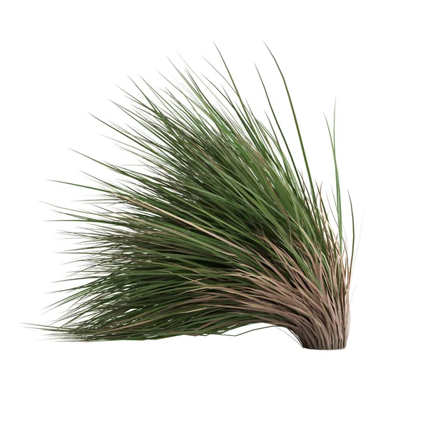 3d illustration of chionochloa rubra