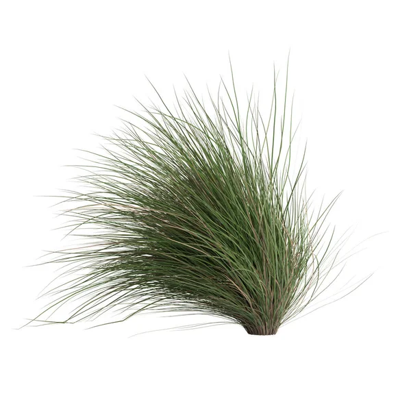 3d illustration of chionochloa rubra