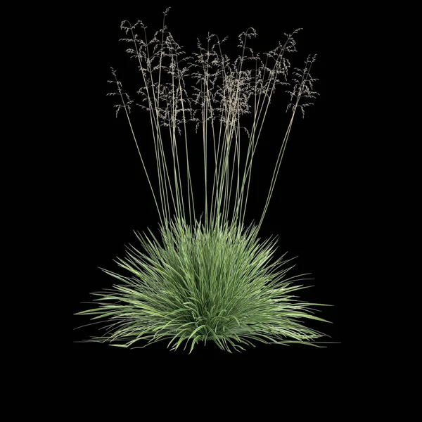 Illustration Deschampsia Cespitosa Northern Lights Grass Isolated Black Background — Fotografia de Stock