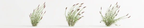 Illustration Set Arundo Donax Grass Isolated White Background — Stockfoto