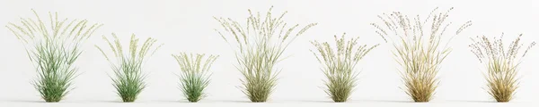 Illustration Set Bouteloua Curtipendula Grass Isolated White Background —  Fotos de Stock