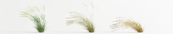 Illustration Set Bouteloua Curtipendula Grass Isolated White Background —  Fotos de Stock