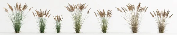 Illustration Set Calamagrostis Canadensis Grass Isolated White Background —  Fotos de Stock