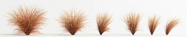 Illustration Set Carex Buchananii Grass Isolated White Background —  Fotos de Stock