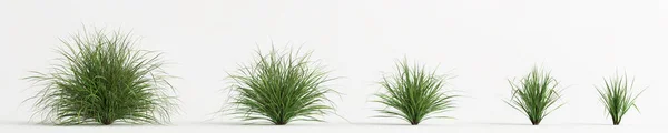 Illustration Set Cymbopogon Citratus Grass Isolated White Background —  Fotos de Stock