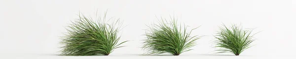 Illustration Set Cymbopogon Citratus Grass Isolated White Background — Stock Photo, Image