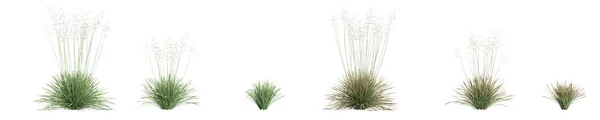Illustration Set Deschampsia Cespitosa Northern Lights Grass Isolated White Background — Photo