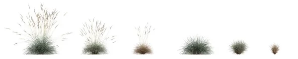 Illustration Set Helictotrichon Sempervirens Grass Isolated White Background — Fotografia de Stock