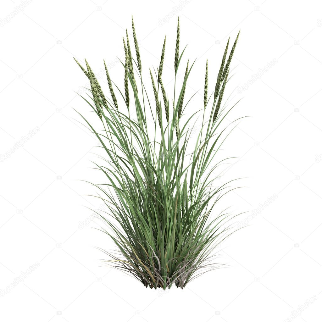 3d illustration of ammophila brevilugatta grass isolated on white background