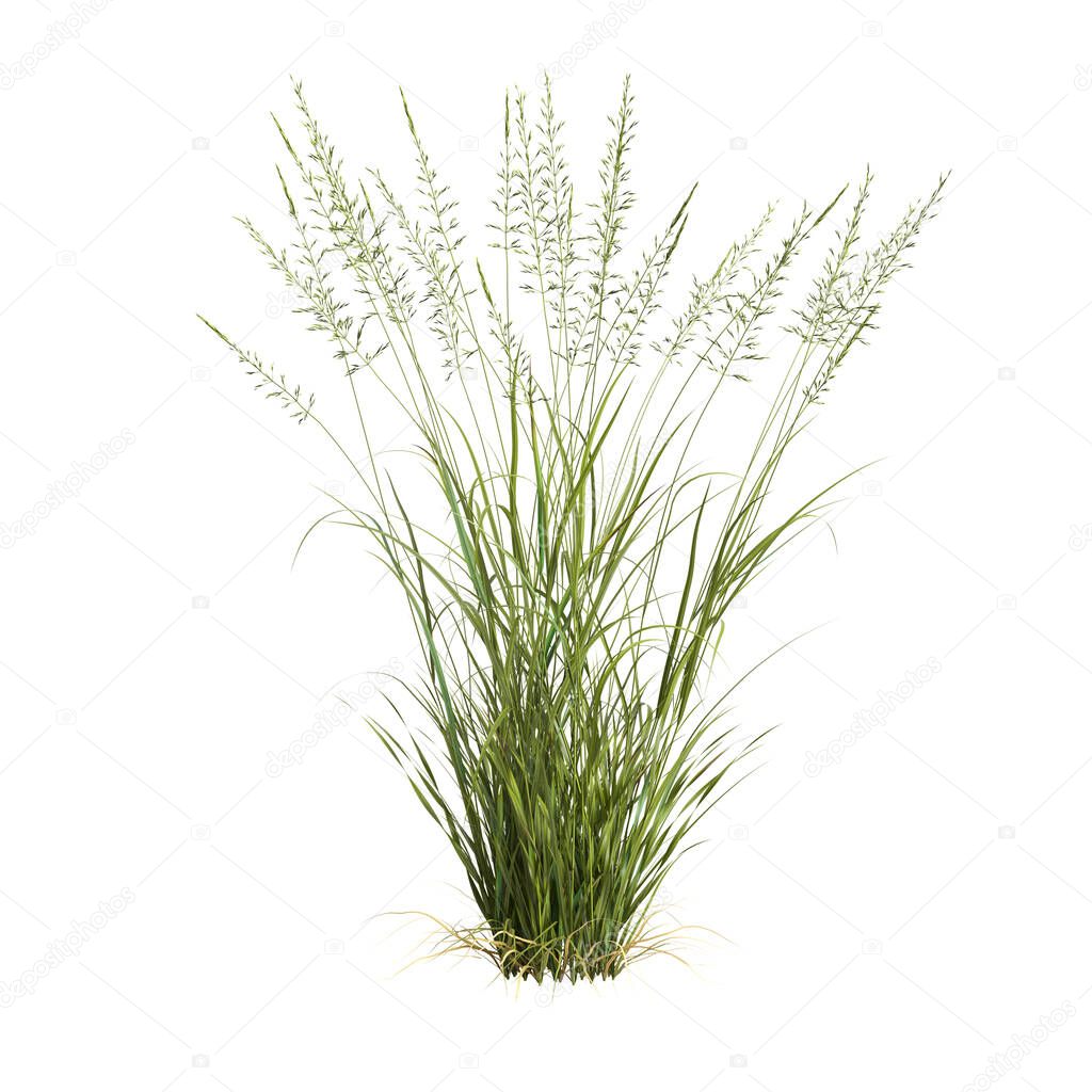 3d illustration of arrhenatherum elatius grass isolated on white background