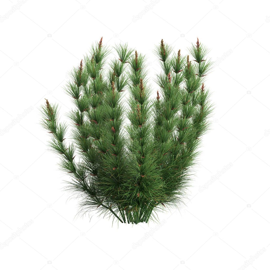 3d illustration of elegia capensis grass isolated on white background