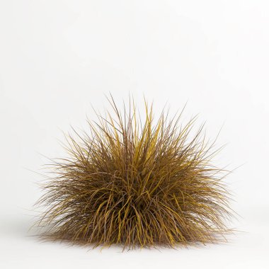 3d illustration of Muhlenbergia rigens grass isolated on white bachground