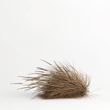 3d illustration of Muhlenbergia rigens grass isolated on white bachground