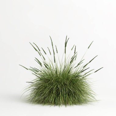3d illustration of Muhlenbergia rigens grass isolated on white bachground
