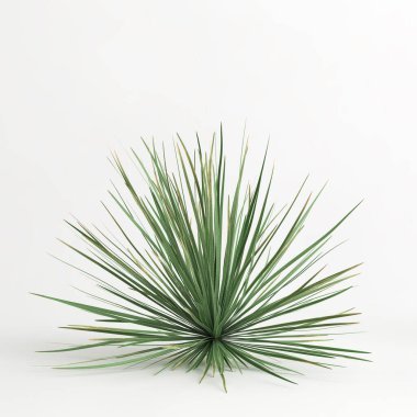 3d illustration of Dasylirion wheeleri tree isolated on white bachground