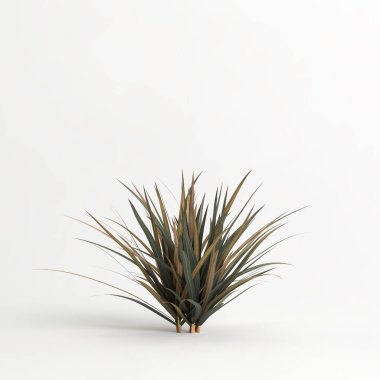 3d illustration of Muhlenbergia rigens grass isolated on white bachground