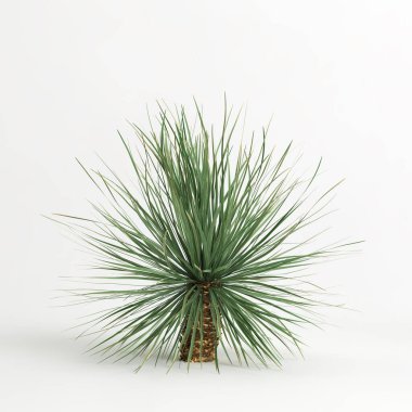 3d illustration of Dasylirion wheeleri tree isolated on white bachground