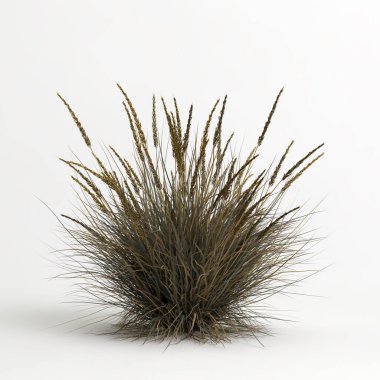 3d illustration of Muhlenbergia rigens grass isolated on white bachground