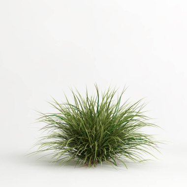 3d illustration of Muhlenbergia rigens grass isolated on white bachground