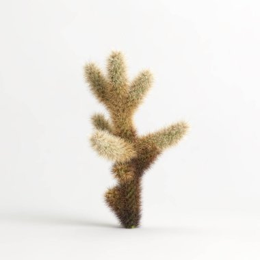 3d illustration of Cylindropuntia bigelovii cactus isolated on white bachground