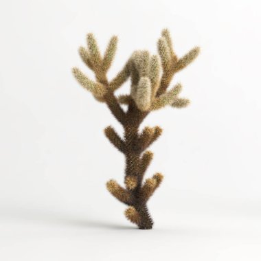 3d illustration of Cylindropuntia bigelovii cactus isolated on white bachground