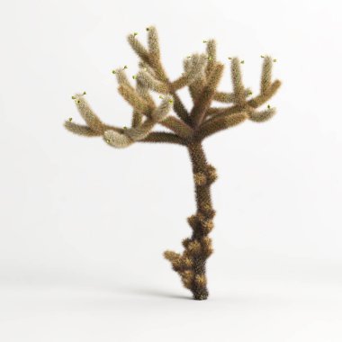 3d illustration of Cylindropuntia bigelovii cactus isolated on white bachground