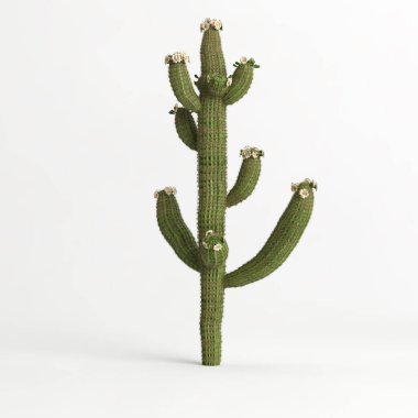 3d illustration of Carnegiea gigantea tree isolated on white bachground