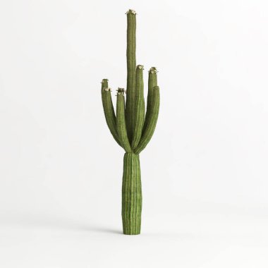 3d illustration of Carnegiea gigantea tree isolated on white bachground