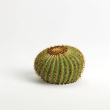 3d illustration of Echinocactus grusonii cactus isolated on white bachground