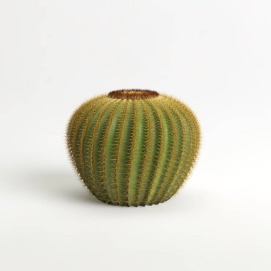 3d illustration of Echinocactus grusonii cactus isolated on white bachground