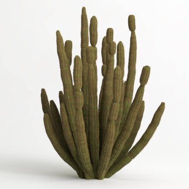 3d illustration of Stenocereus thurberi tree isolated on white bachground