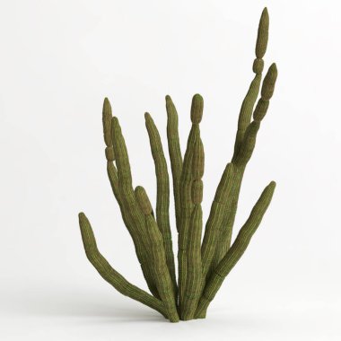 3d illustration of Stenocereus thurberi tree isolated on white bachground