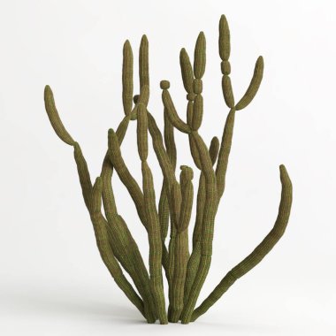 3d illustration of Stenocereus thurberi tree isolated on white bachground